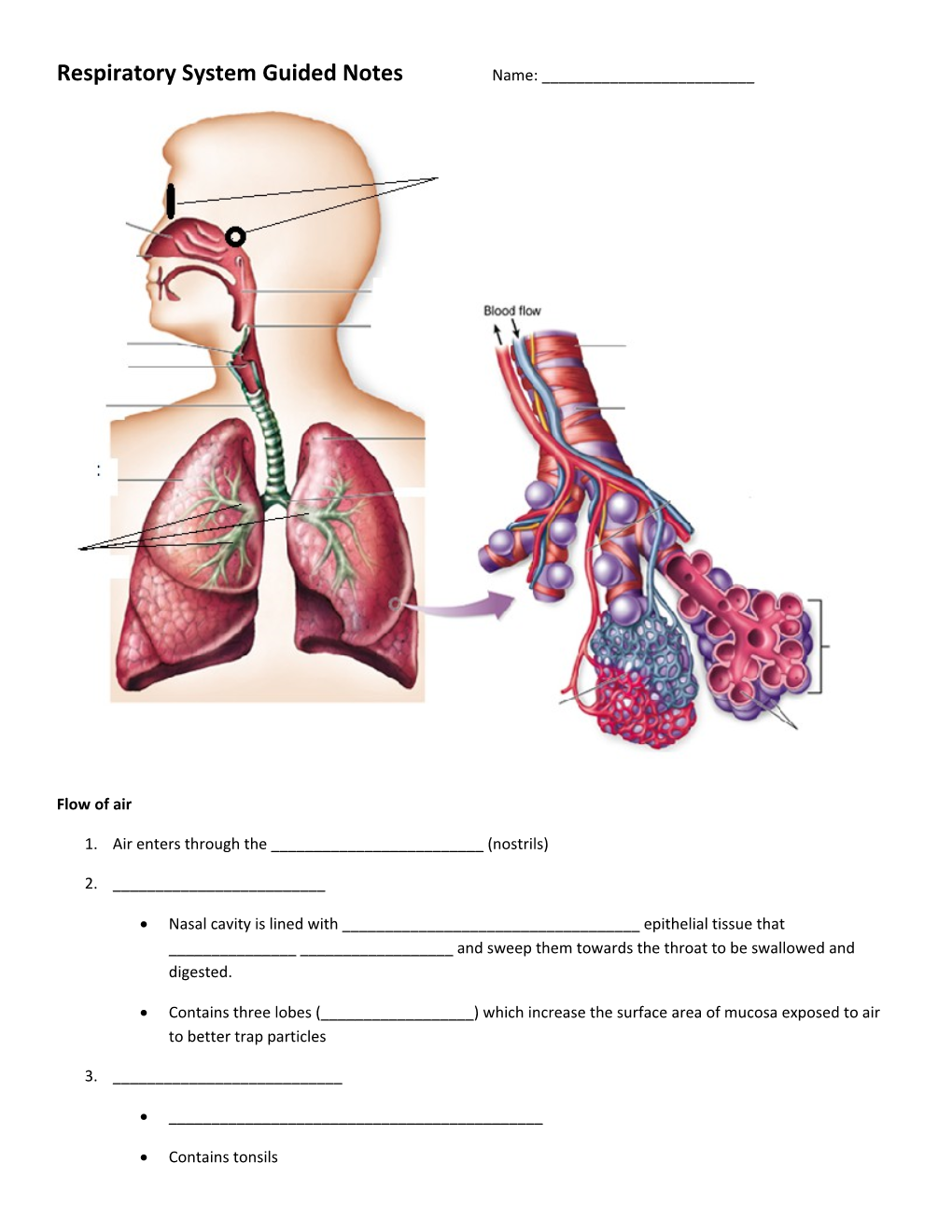 Respiratory System Guided Notes Name: ______