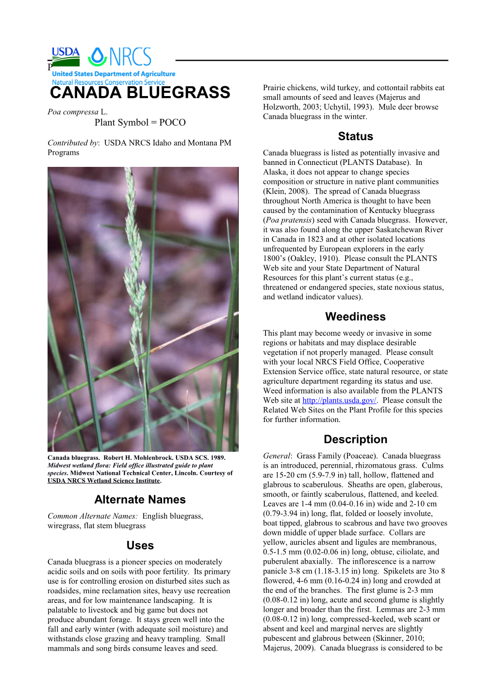 Canada Bluegrass (Poa Compressa) Plant Guide