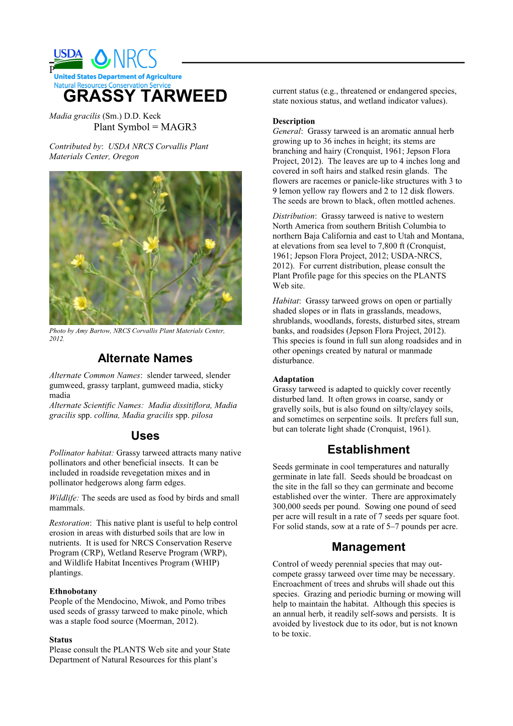 Grassy Tarweed, Madia Gracilis, Plant Guide