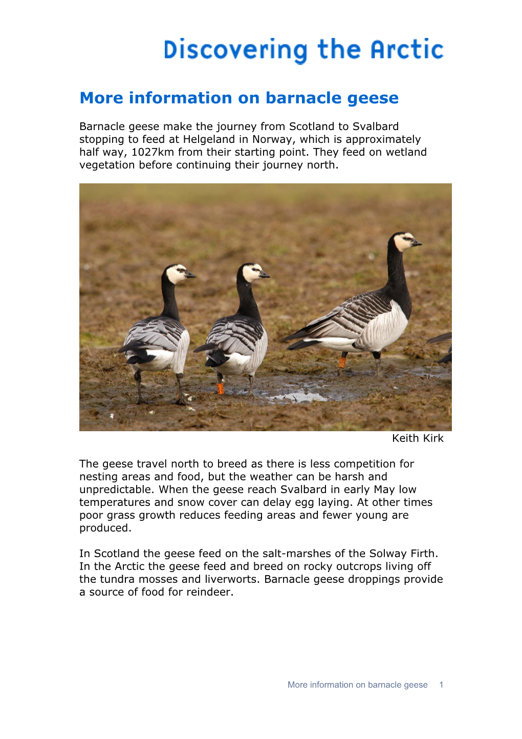 More Information on Barnacle Geese