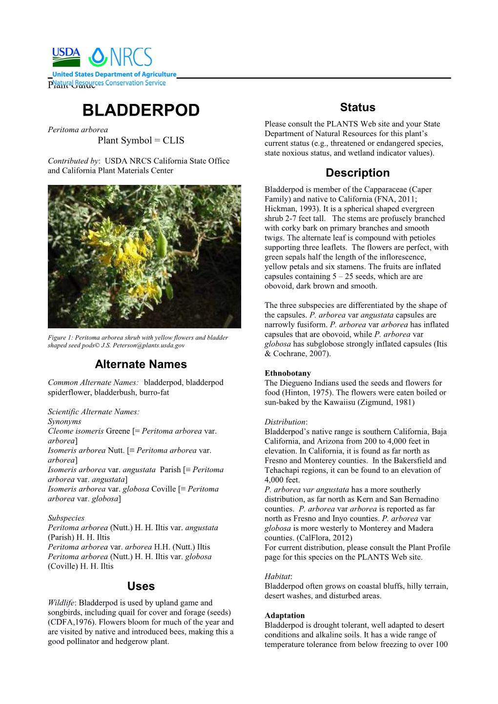 Bladderpod, Peritoma Arborea, Plant Guide