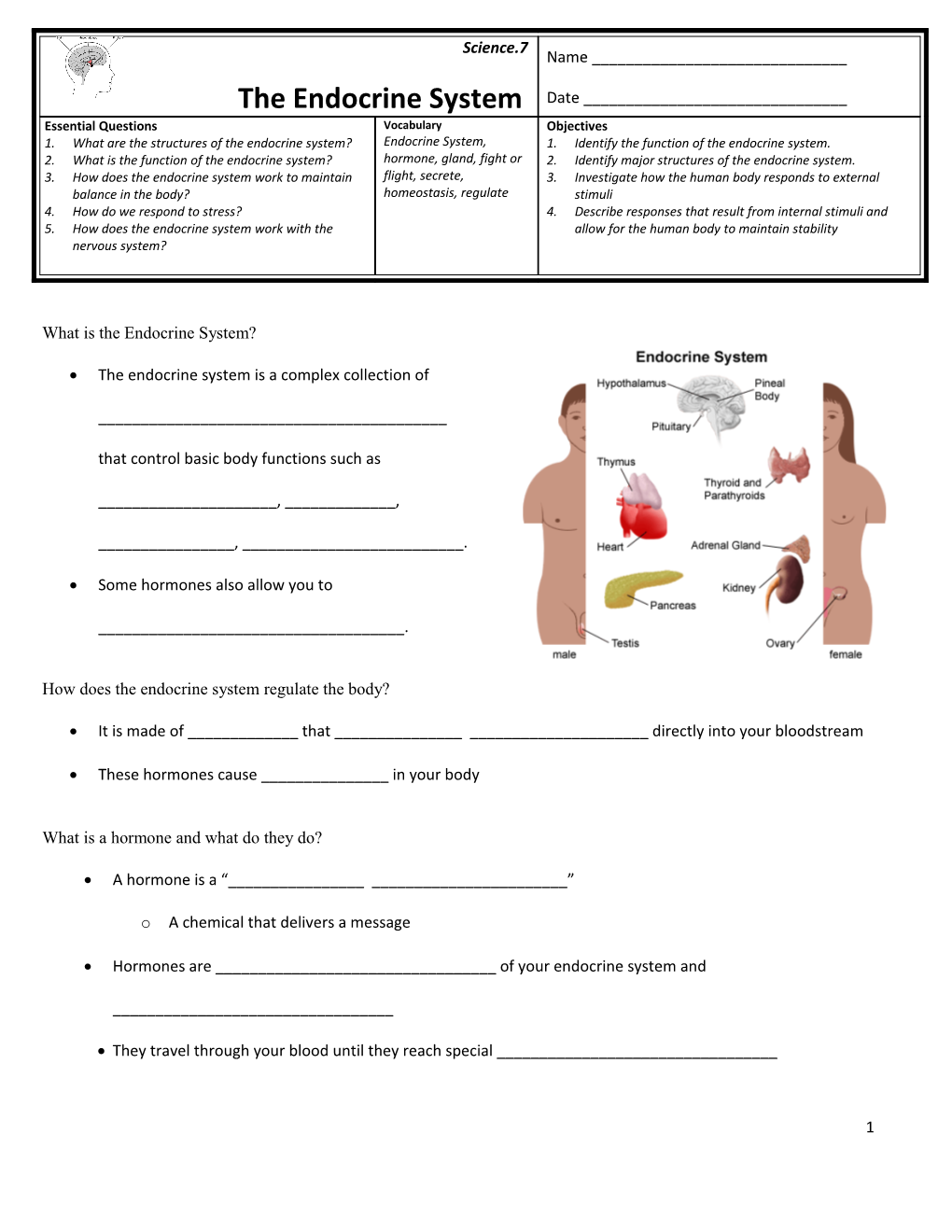 What Are the Structures of the Endocrine System?