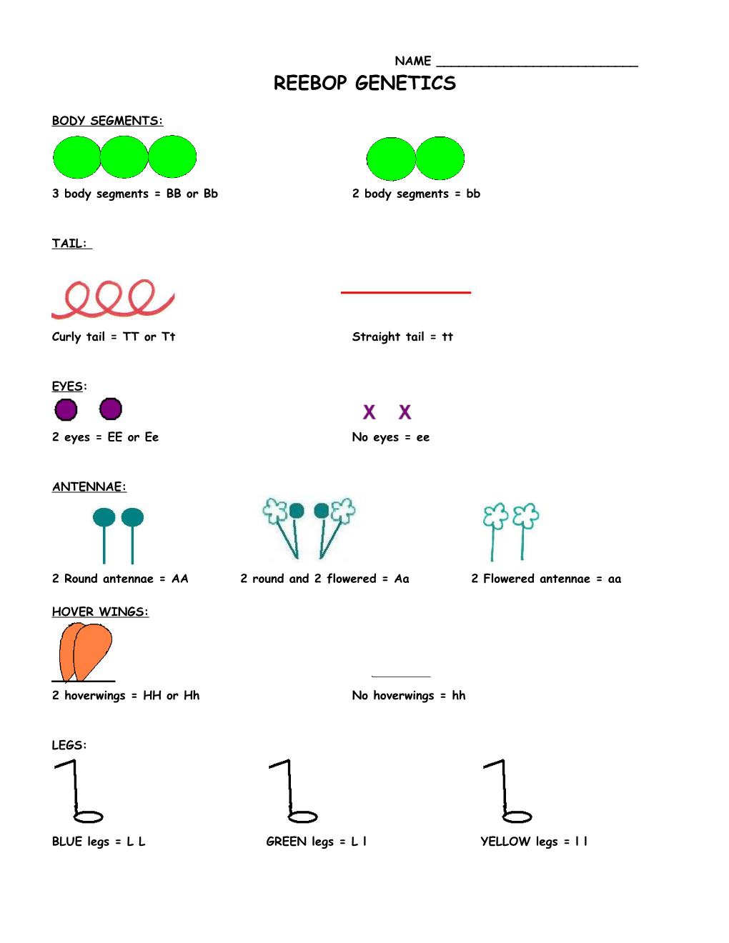 3 Body Segments = BB Or Bb2 Body Segments = Bb