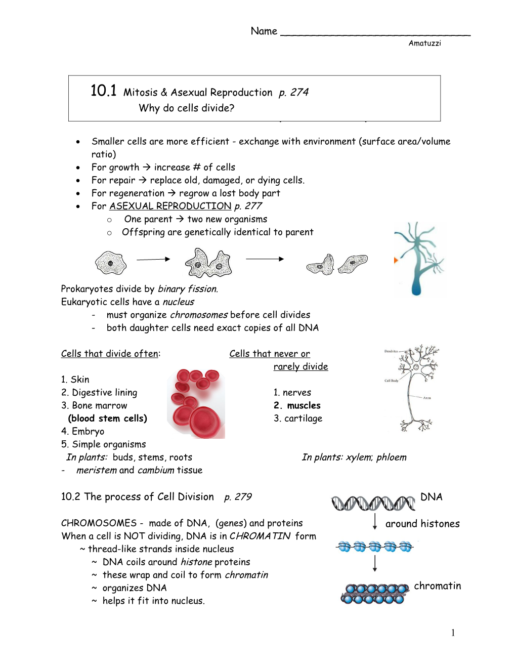 Mitosis and Asexual Reproduction