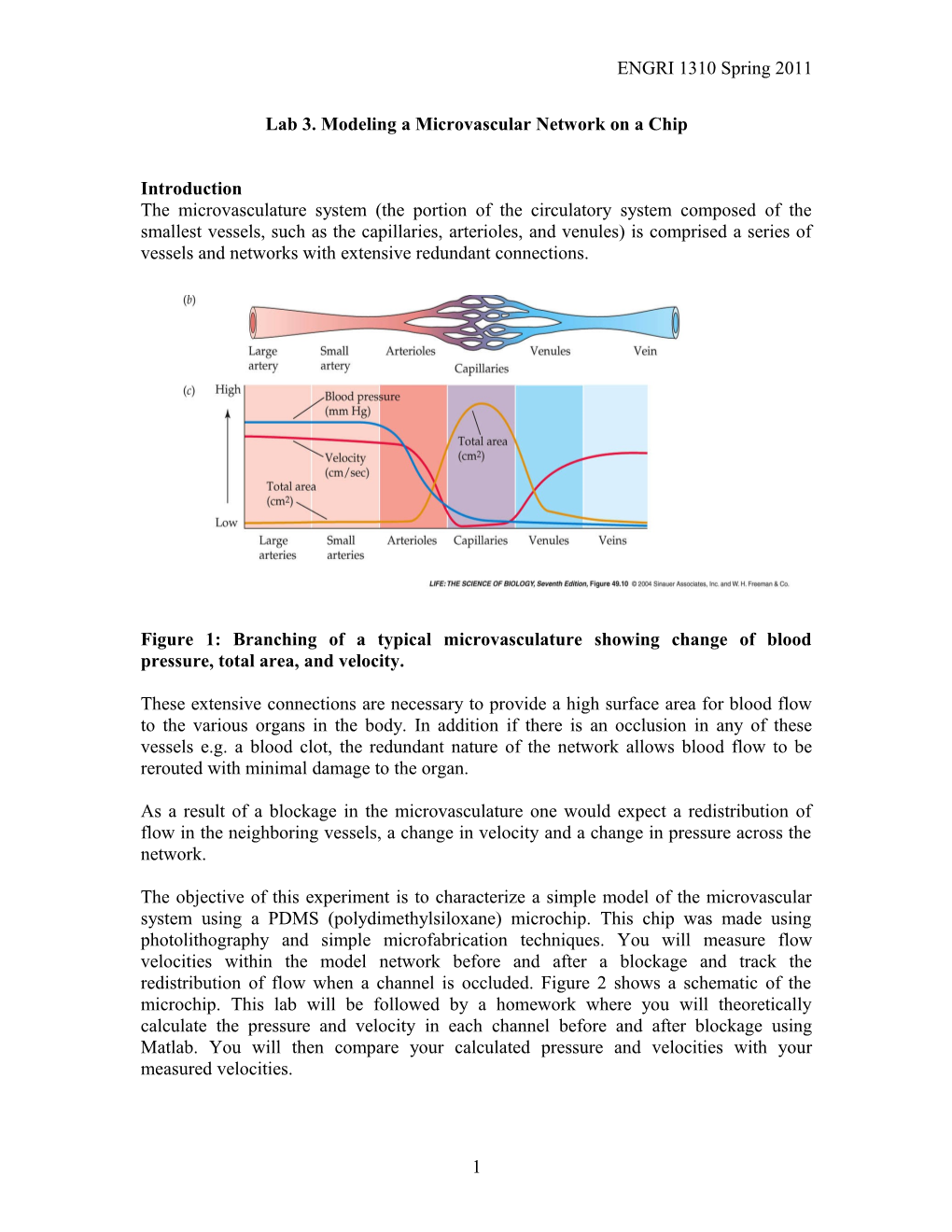 Lab 3. Modeling a Microvascular Network on a Chip