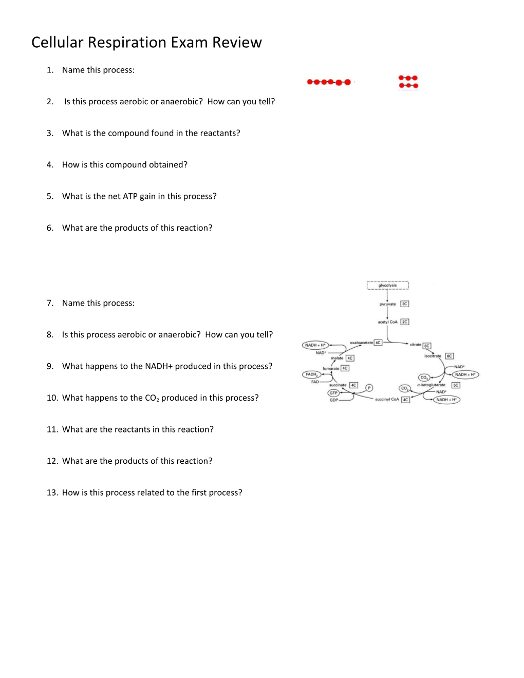 Cellular Respiration Exam Review