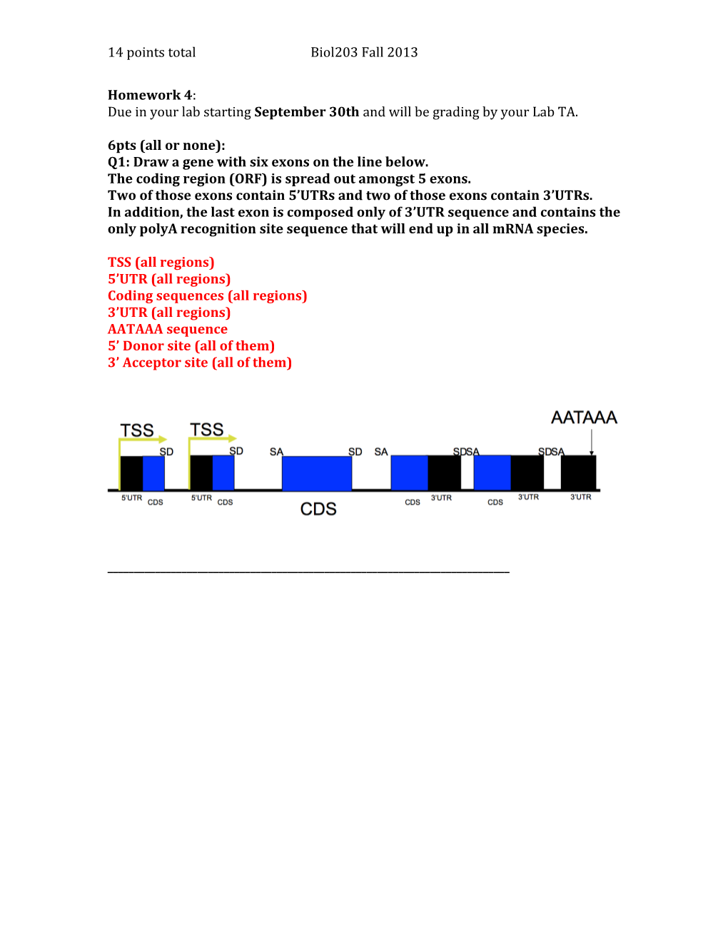 Q1: Draw a Gene with Six Exons on the Line Below