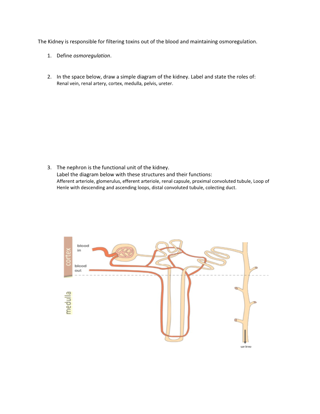 The Kidney Is Responsible for Filtering Toxins out of the Blood and Maintaining Osmoregulation