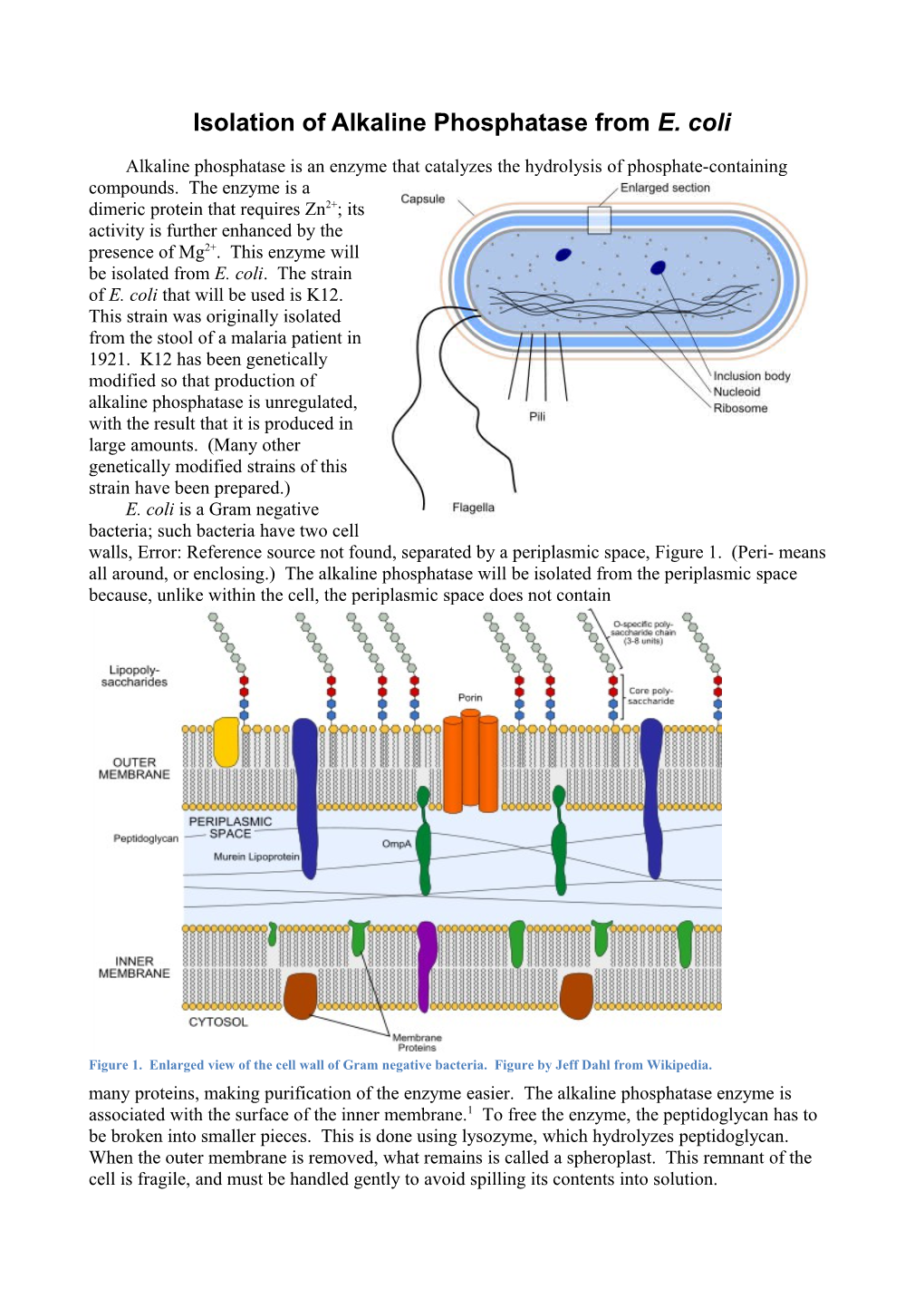 Isolation of Alkaline Phosphatase from E. Coli