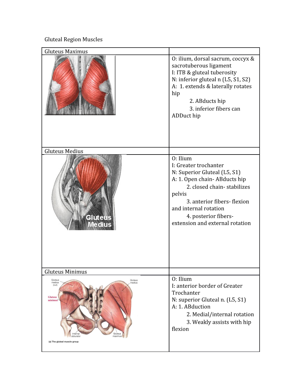 Gluteal Region Muscles