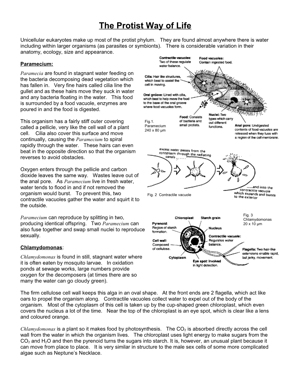 The Protist Way of Life