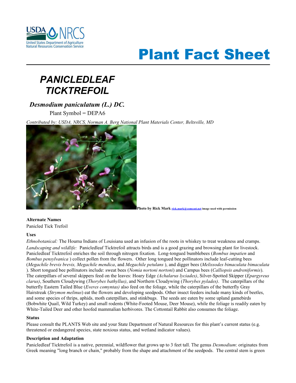 Panicledleaf Ticktrefoil (Desmodium Paniculatum) Plant Fact Sheet
