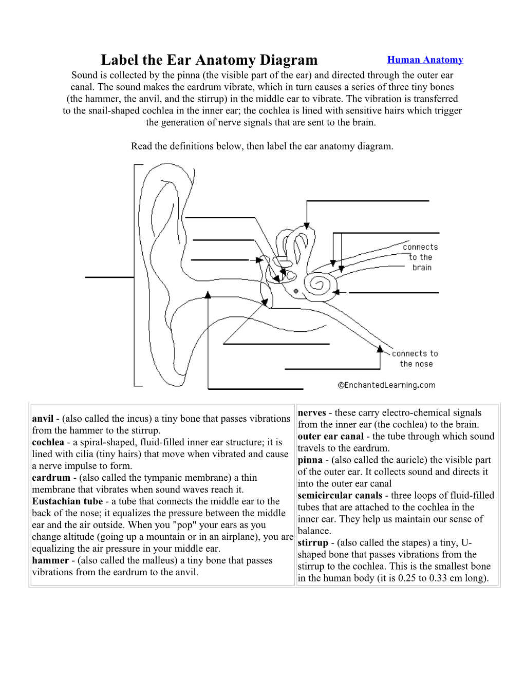 Label the Ear Anatomy Diagram