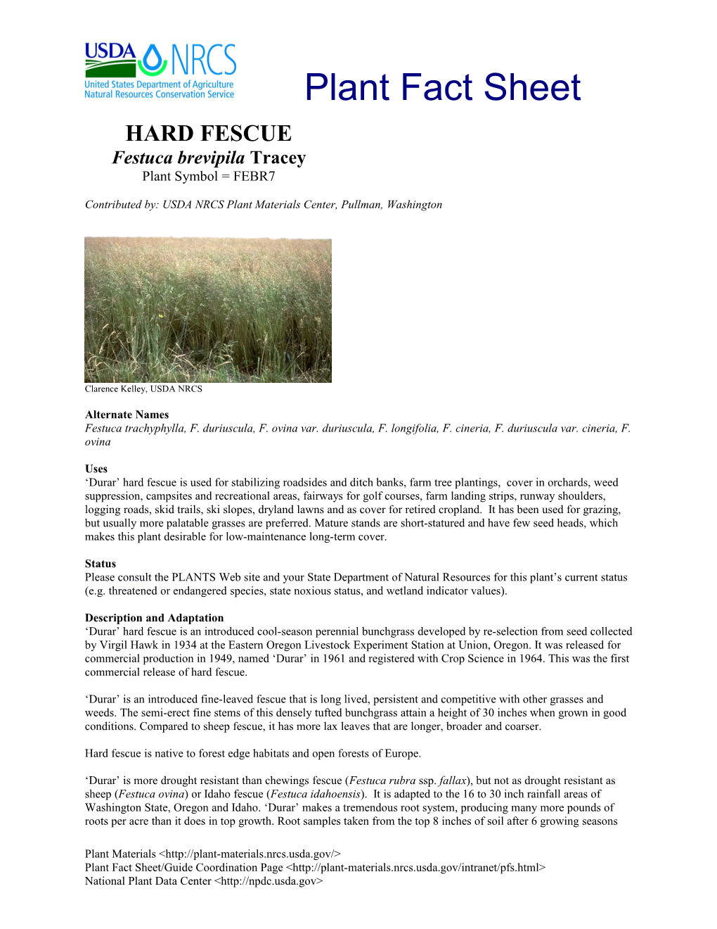 'Durar' Hard Fescue