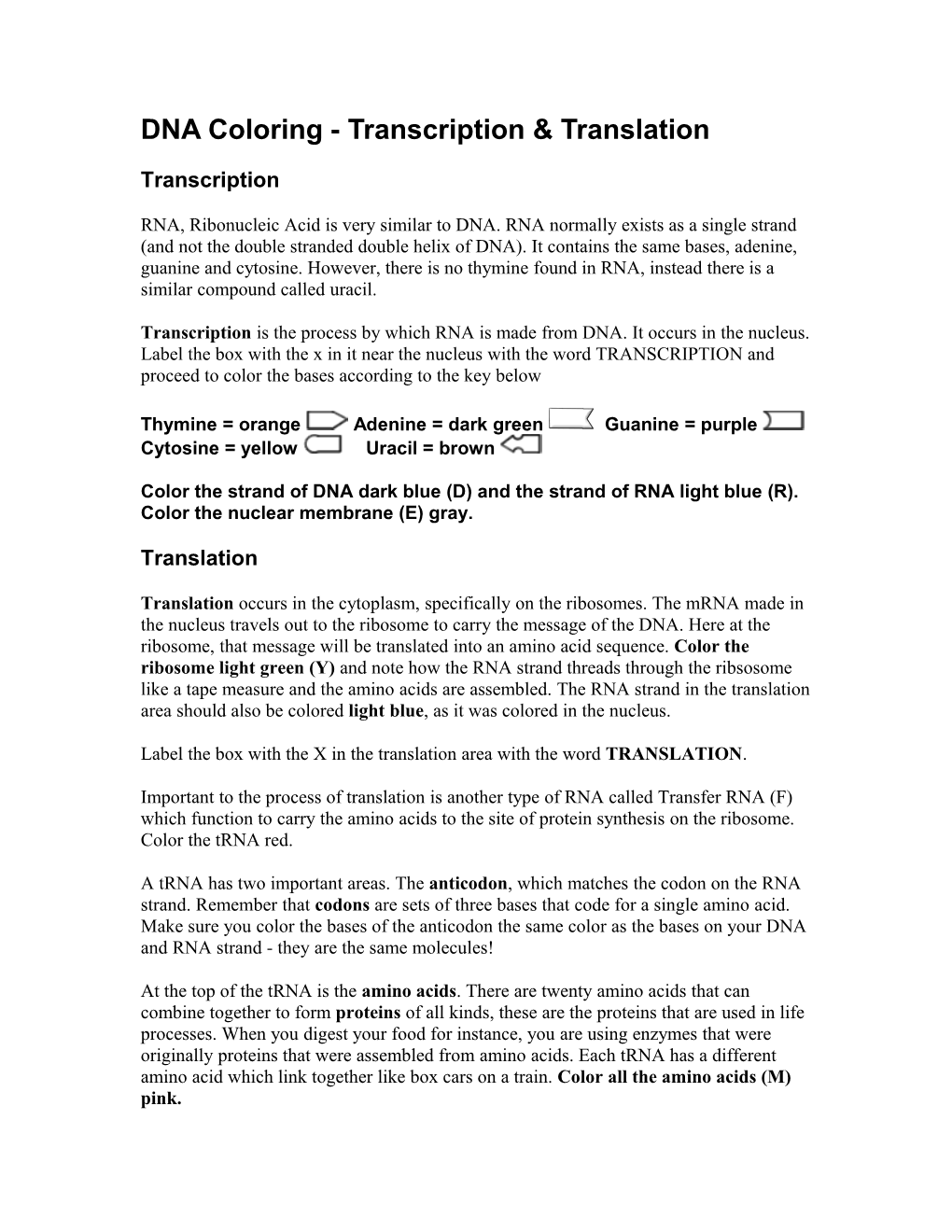 DNA Coloring - Transcription & Translation