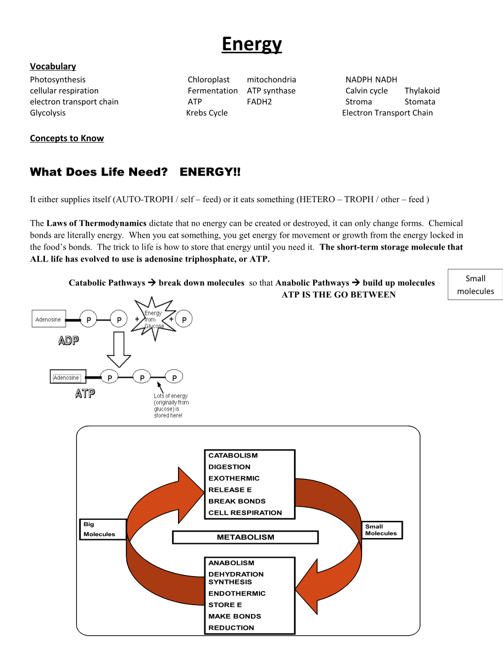 Cellular Respiration