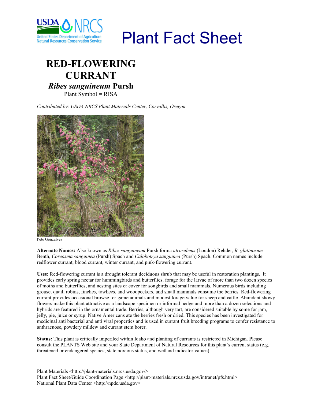 Red-Flowering Currant