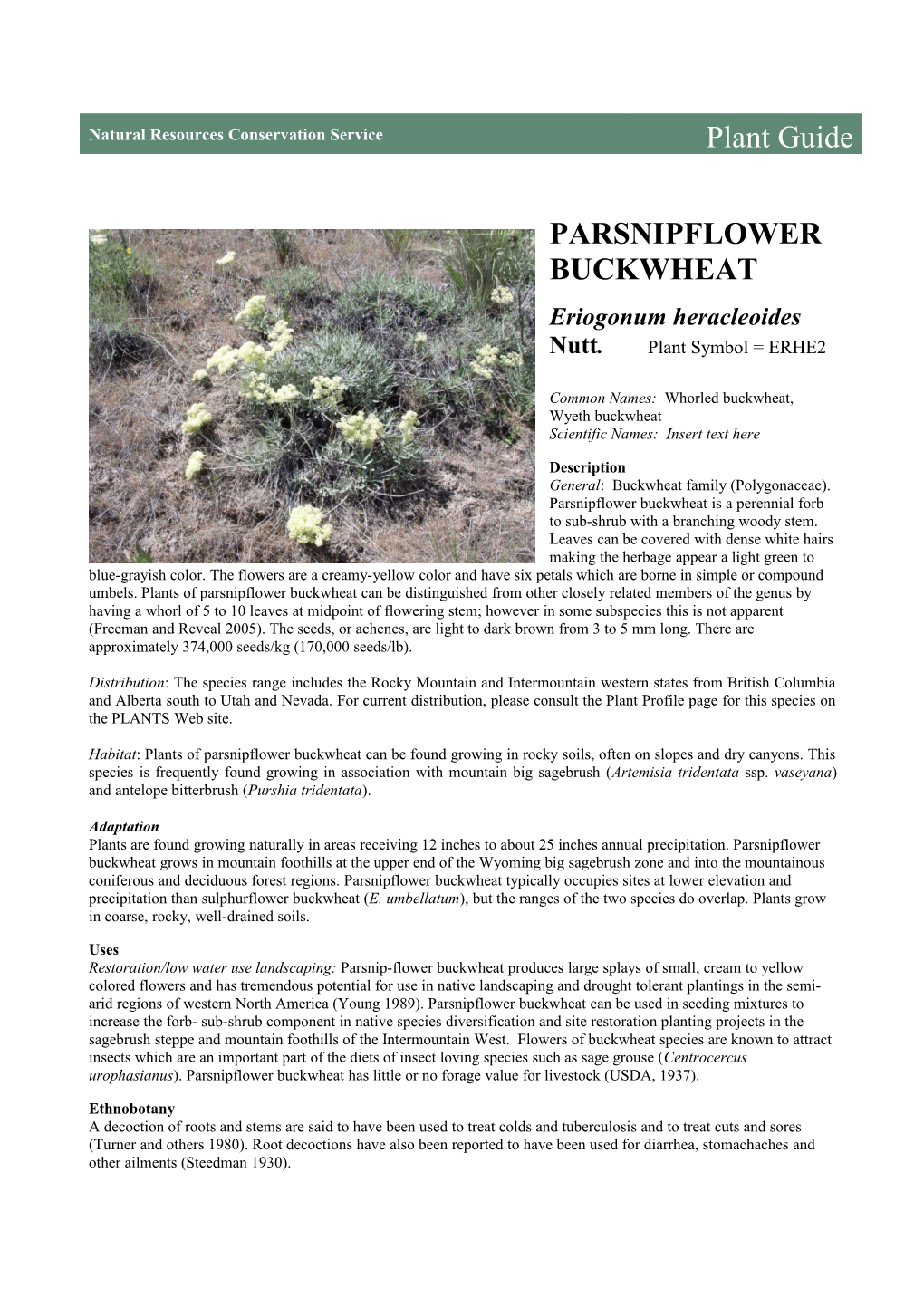 Parsnipflower Buckwheat, Eriogonum Heracleoides, Plant Guide