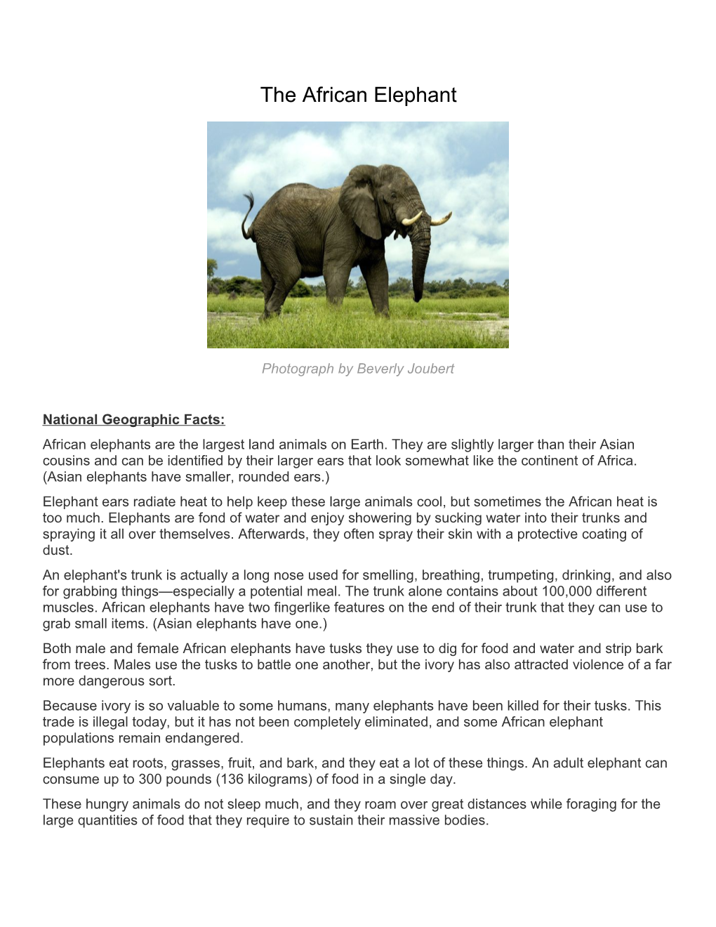 The African Elephant