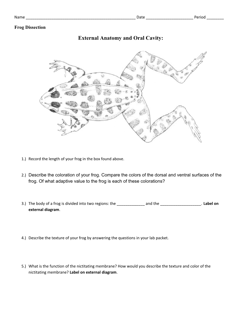 External Anatomy and Oral Cavity