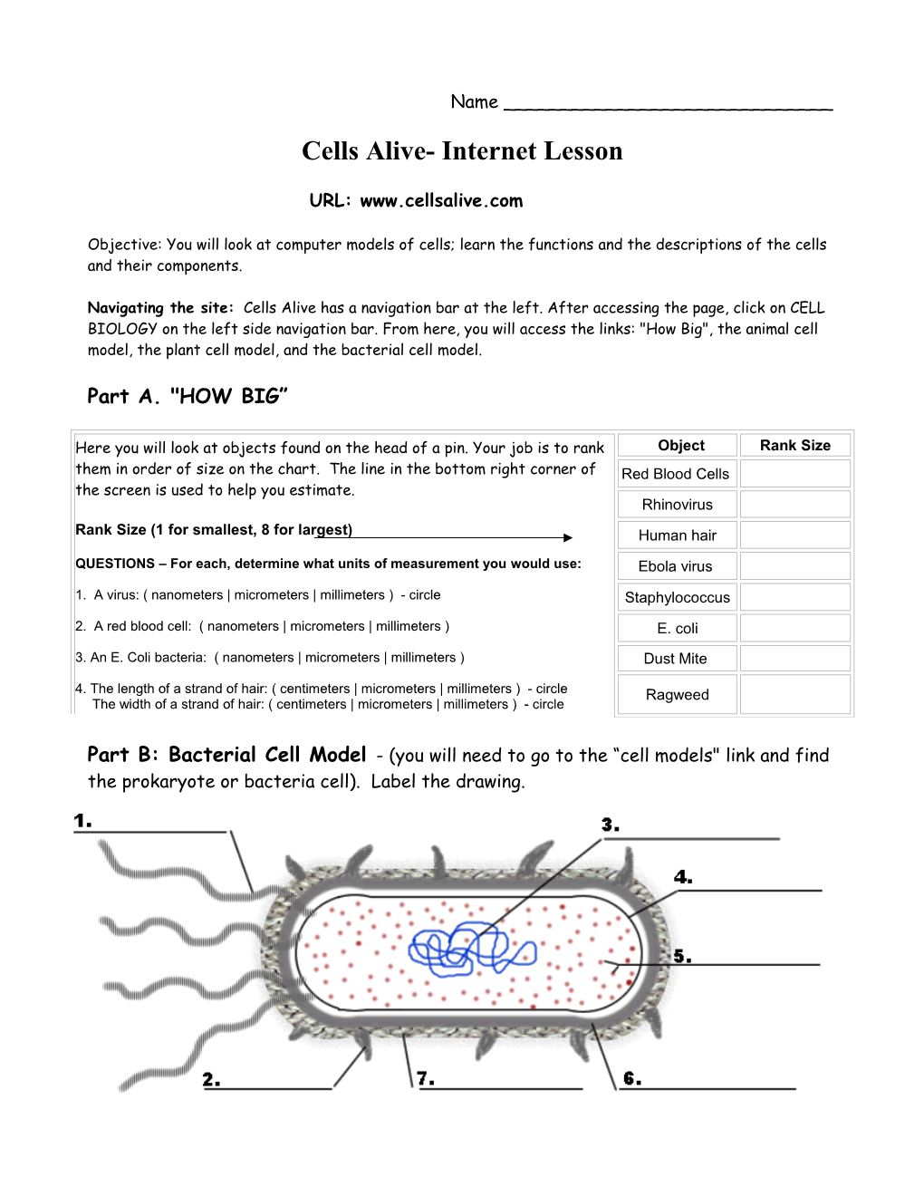 Cells Alive- Internet Lesson
