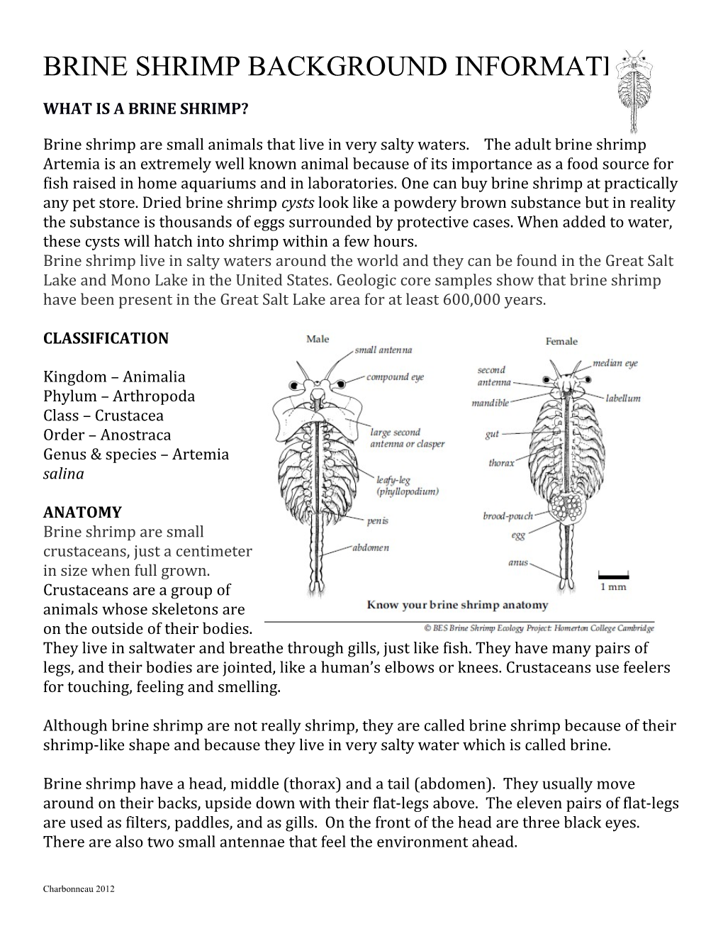 What Is a Brine Shrimp?