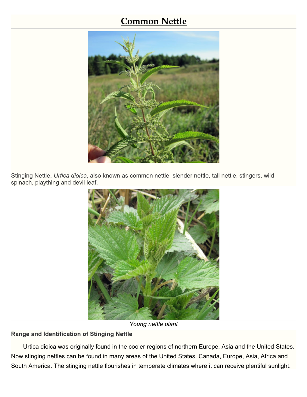 Range and Identification of Stinging Nettle