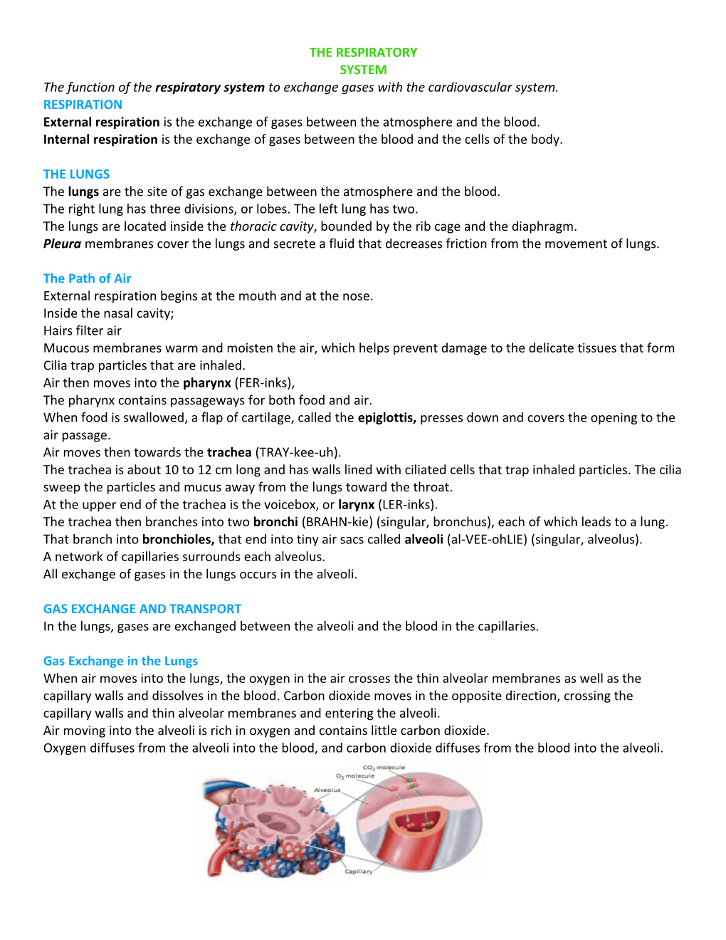 The Function of the Respiratory System to Exchange Gases with the Cardiovascular System