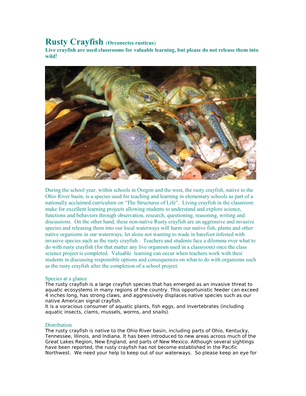 Rusty Crayfish (Orconectes Rusticus)
