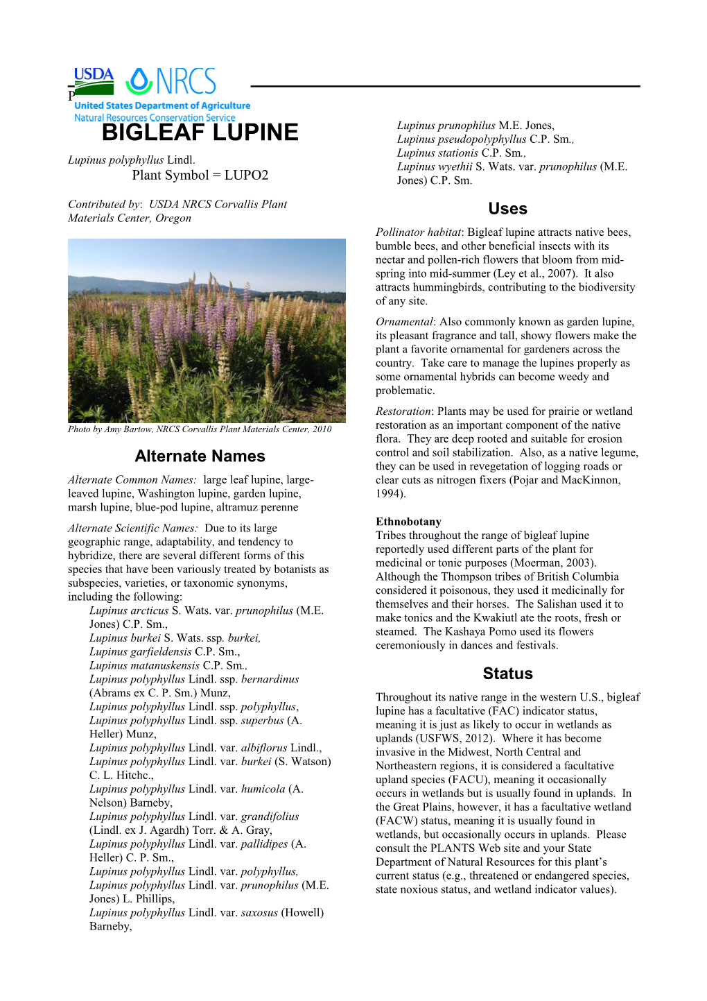 Bigleaf Lupine (Lupinus Polyphyllus) Plant Guide