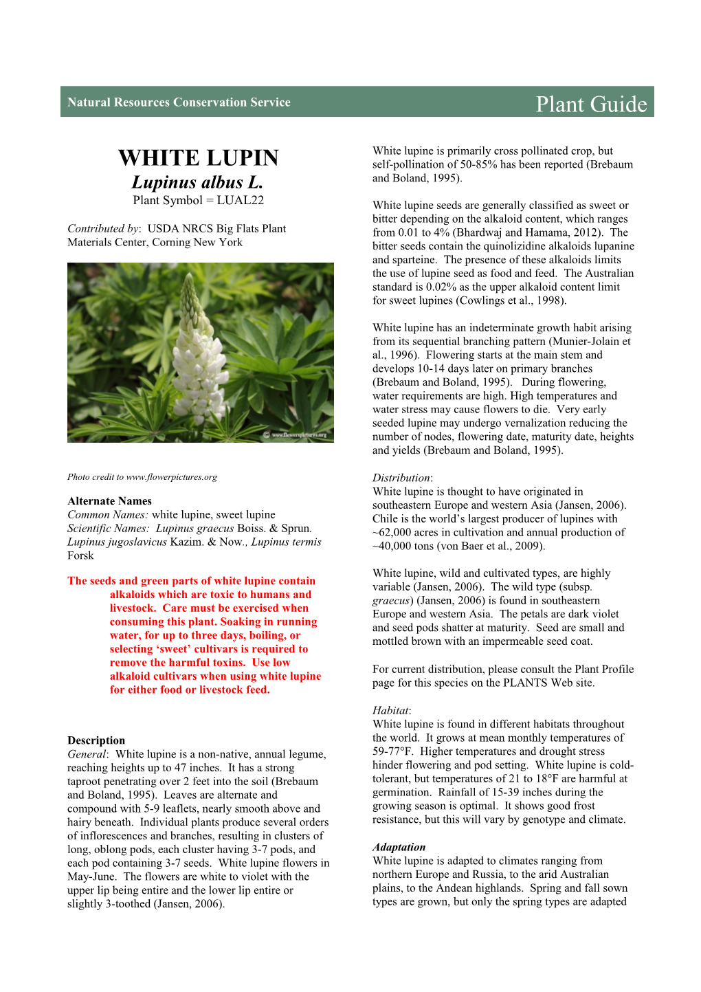 White Lupin (Lupinus Albus) Plant Guide