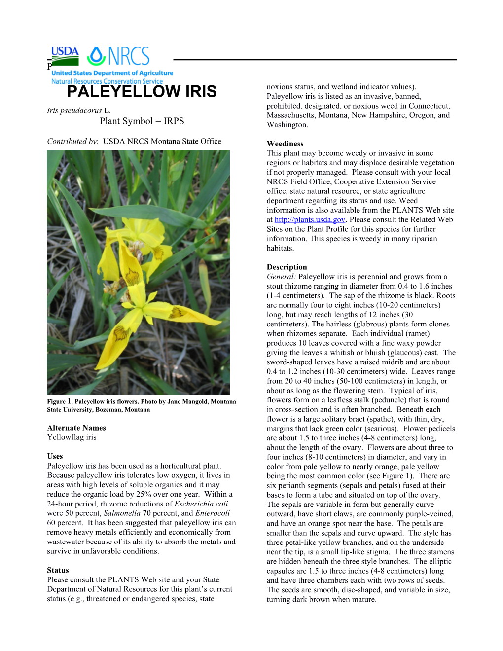 Paleyellow Iris, (Iris Pseudacorus), Plant Guide