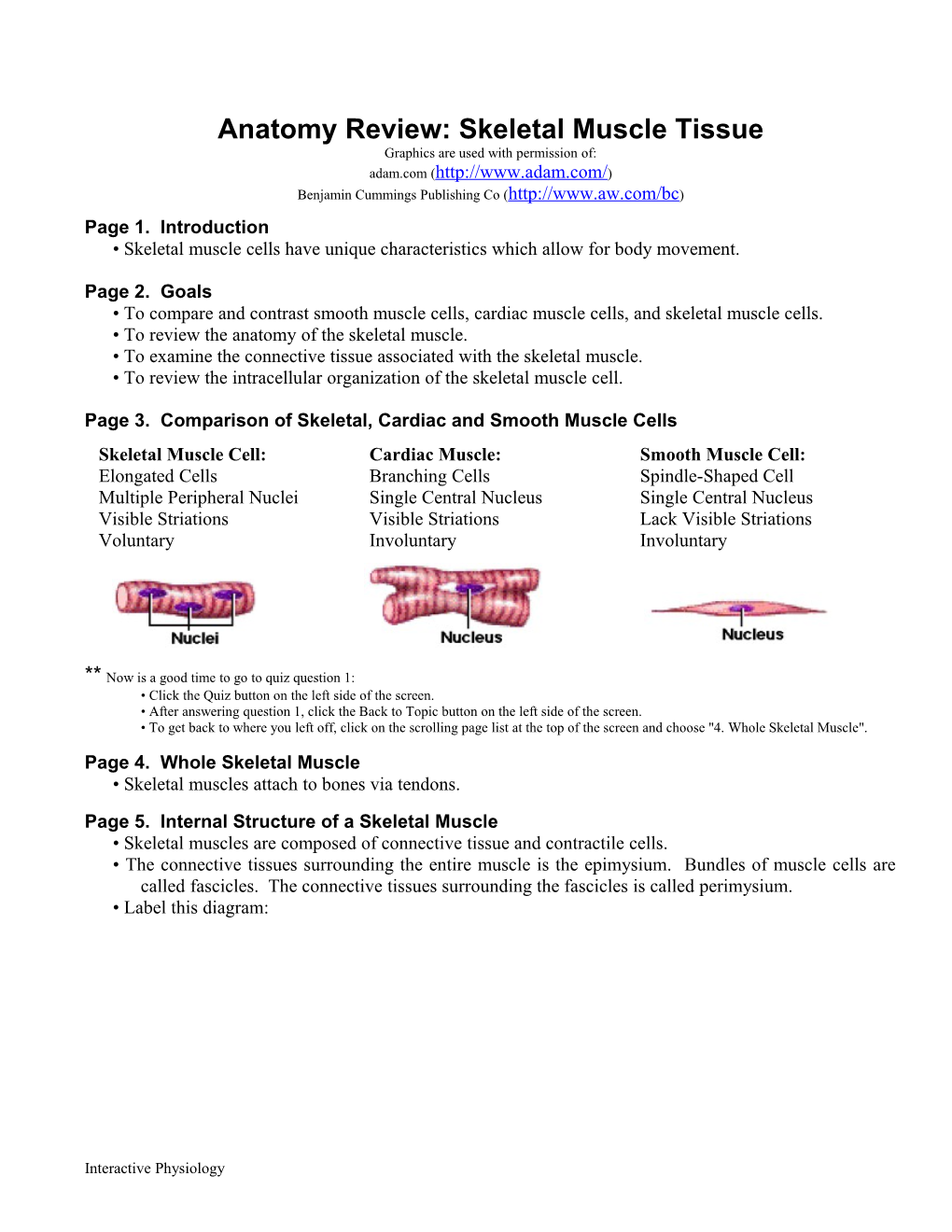 Anatomy Review: Skeletal Muscle Tissue