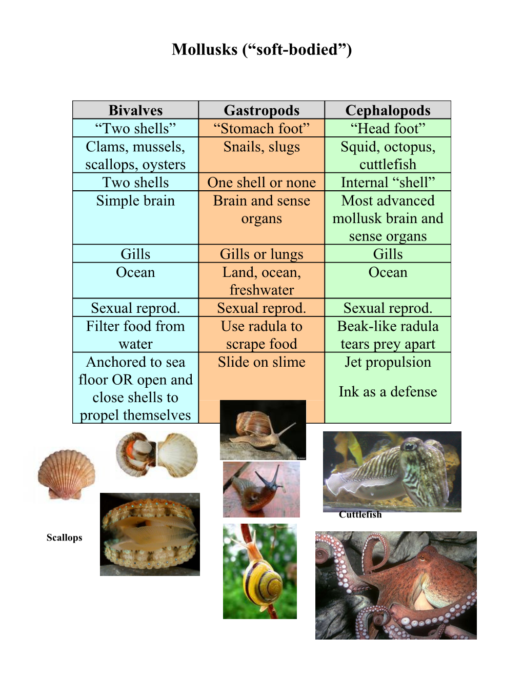 Mollusks ( Soft-Bodied )