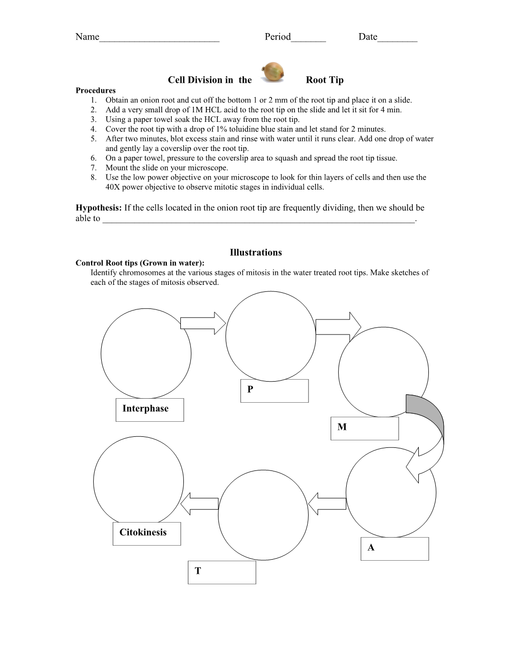 Cell Division in the Root Tip