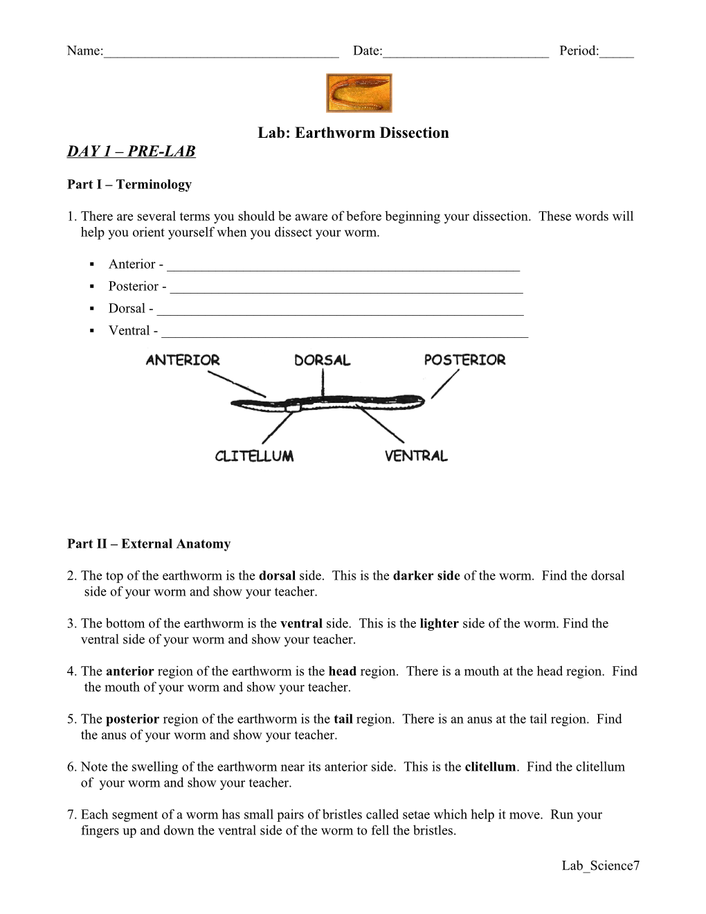 Lab: Earthworm Dissection