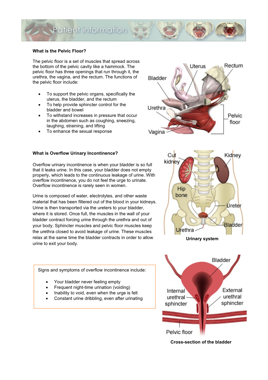 What Is the Pelvic Floor? the Pelvic Floor Is a Set of Muscles That Spread Across The