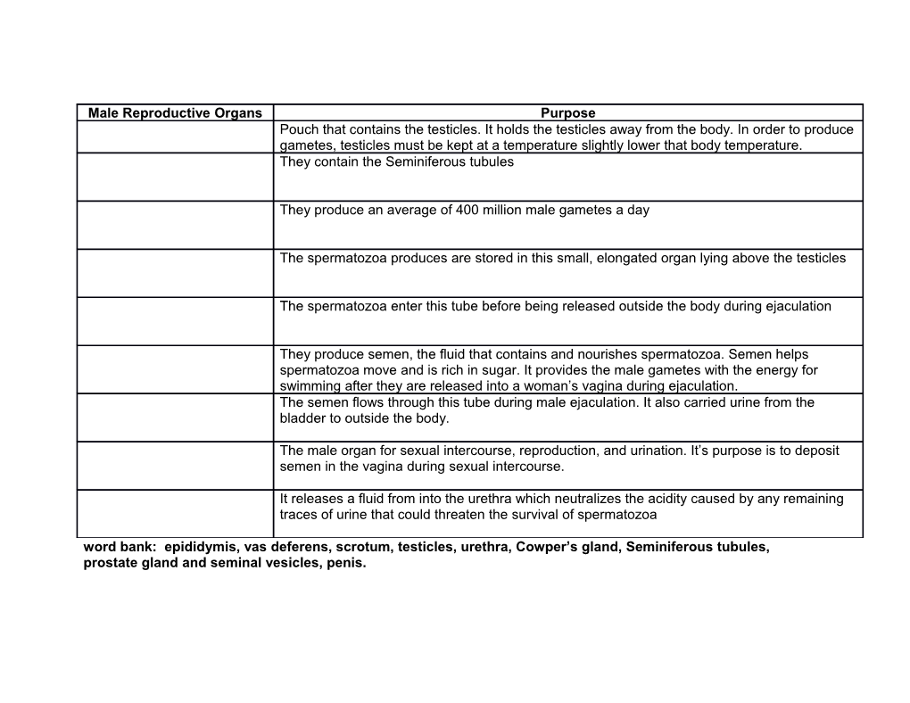 Male Reproductive Organs