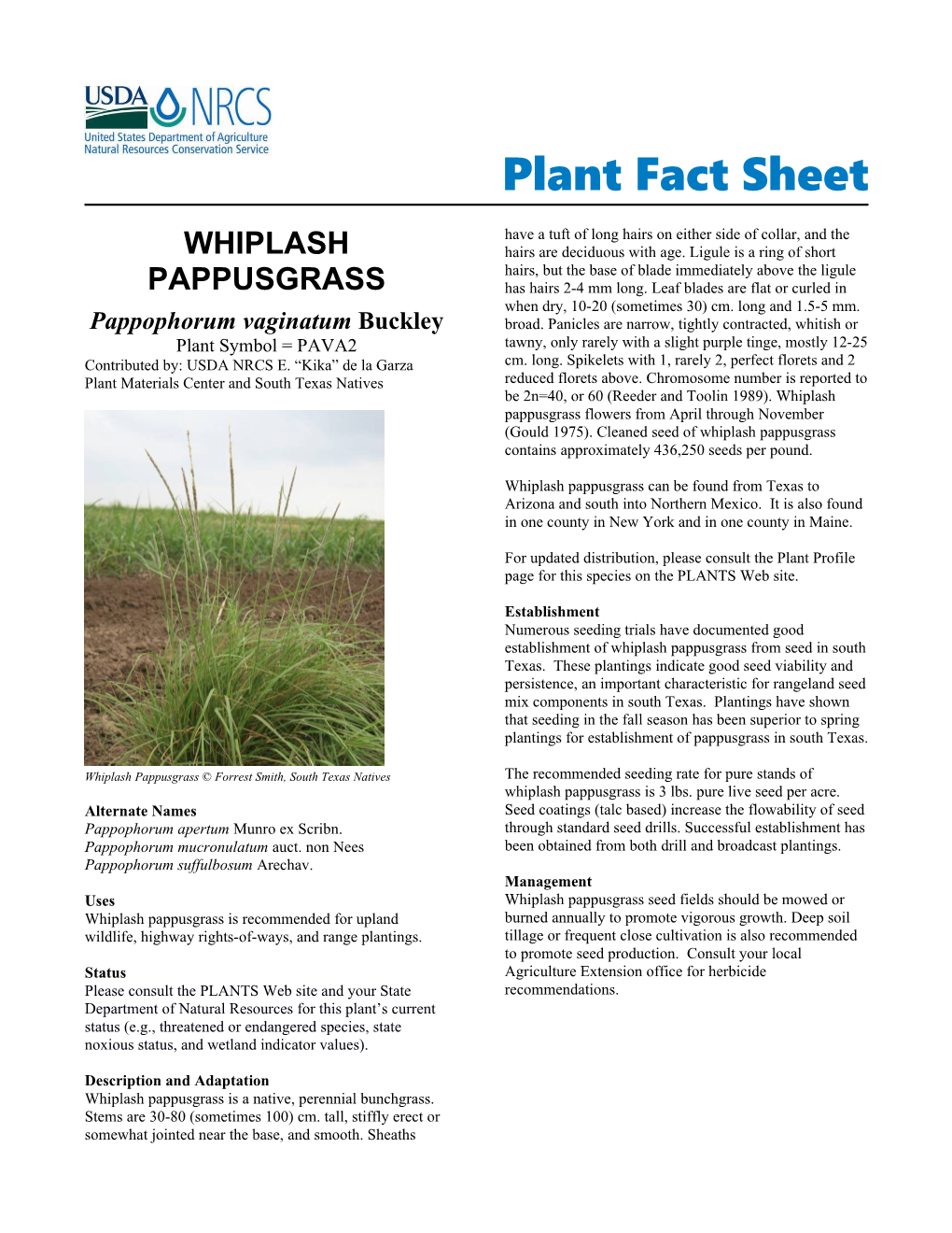 Whiplash Pappusgrass (Pappophorum Vaginatum) Plant Fact Sheet