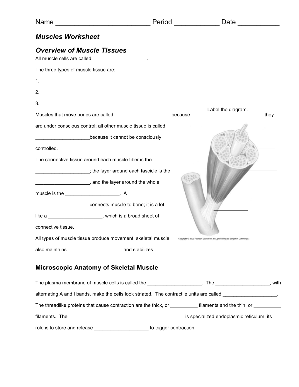 Muscles Worksheet