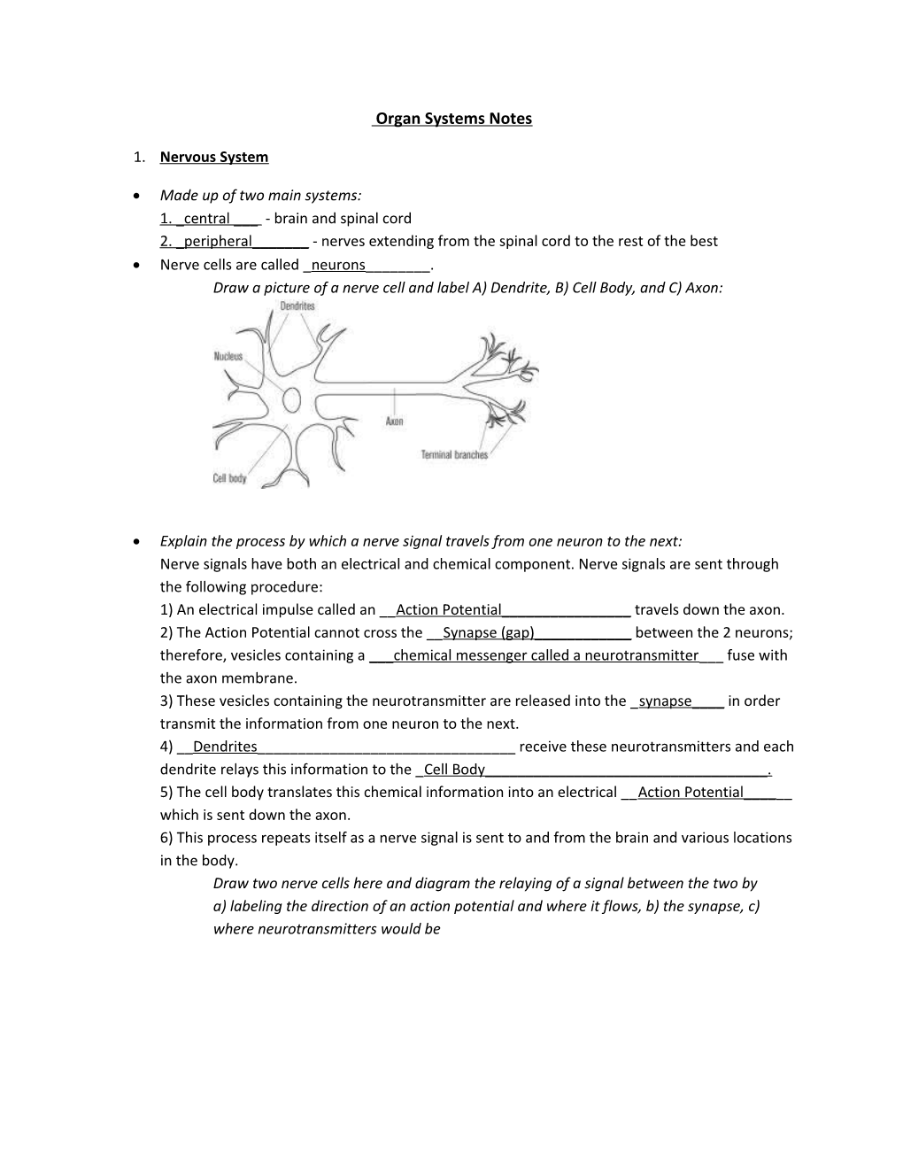 Organ Systems Notes