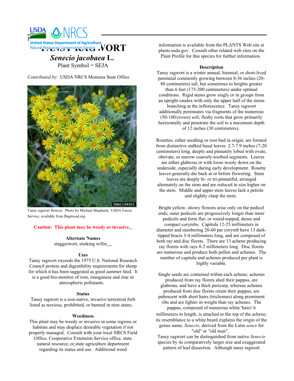 Tansy Ragwort Plant Guide