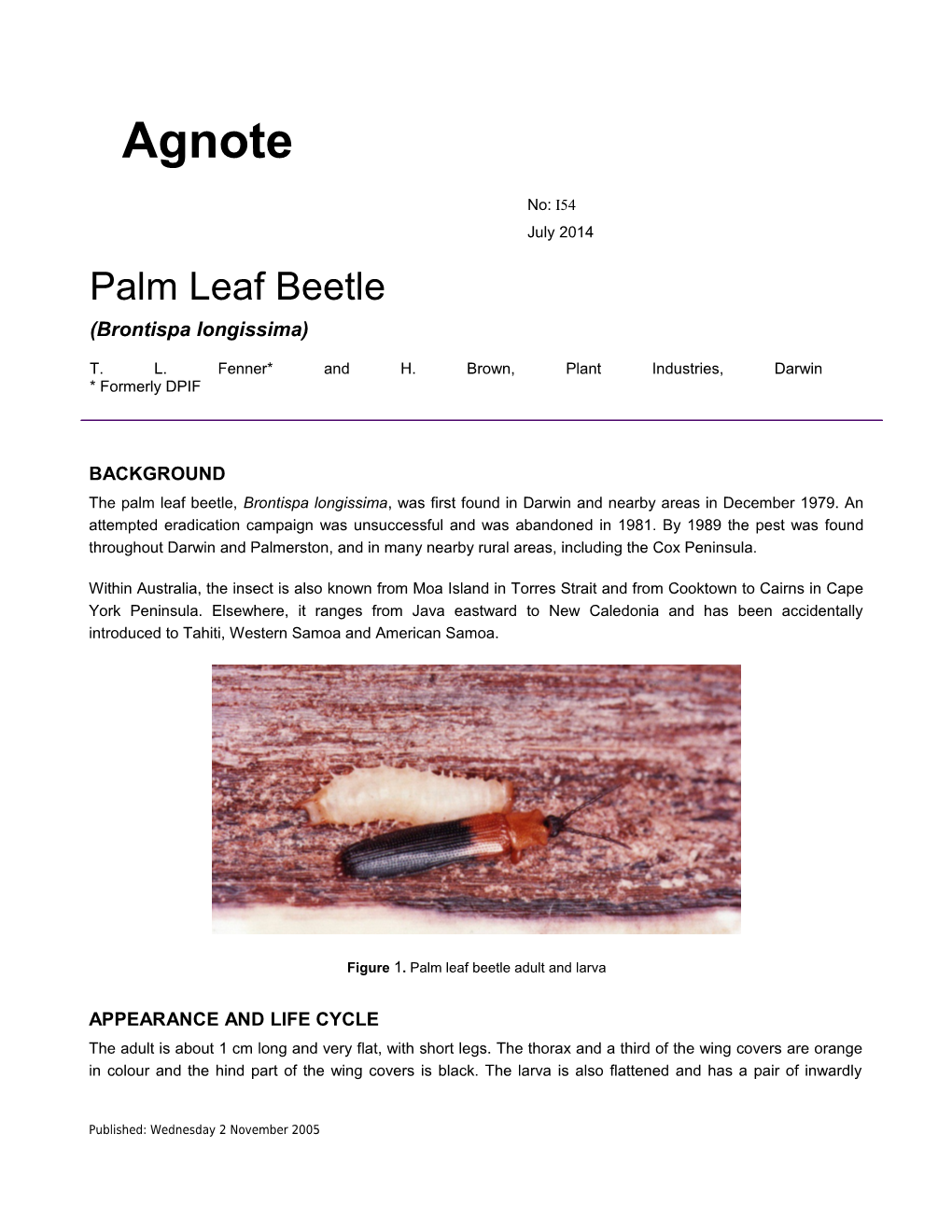 Palm Leaf Beetle