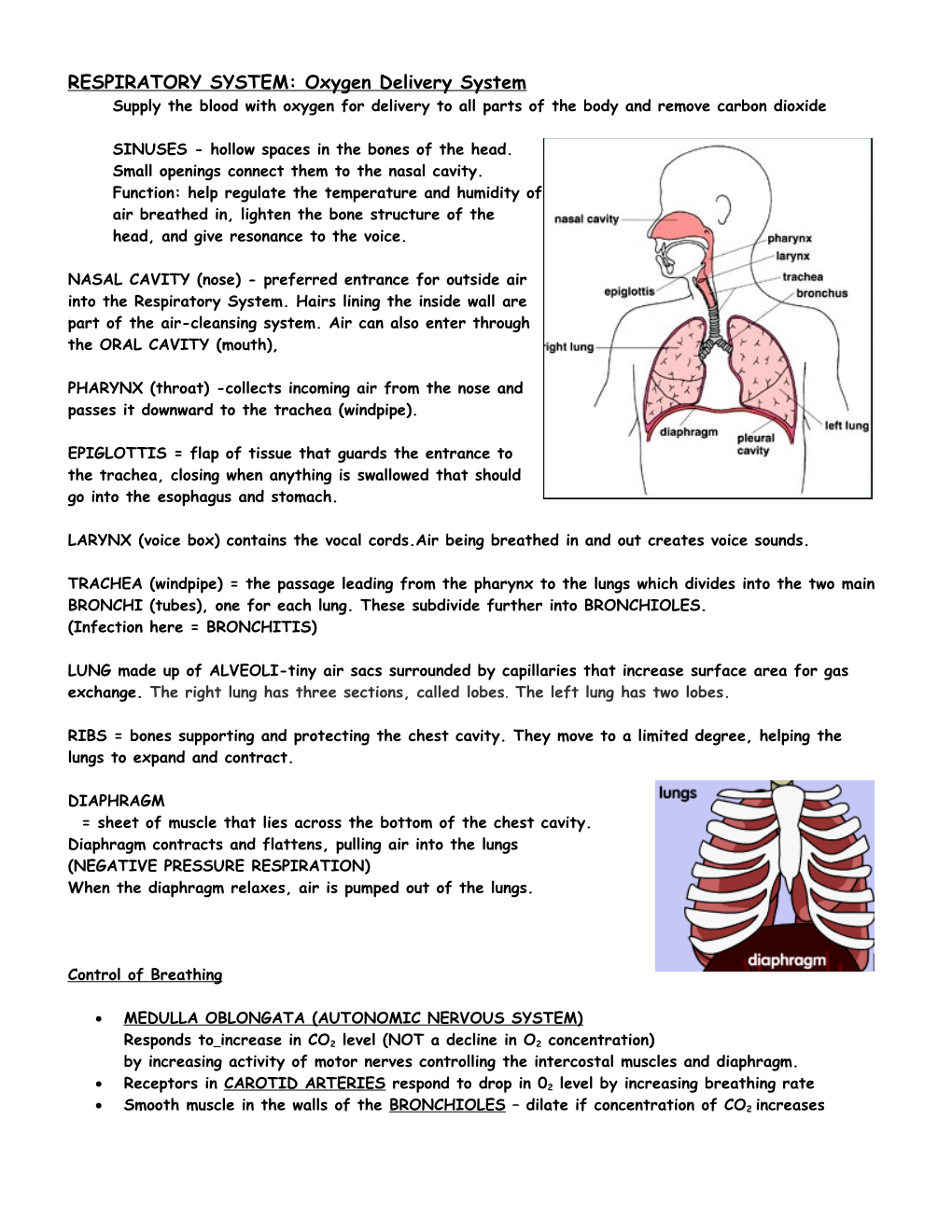Respiratory System: Oxygen Delivery System