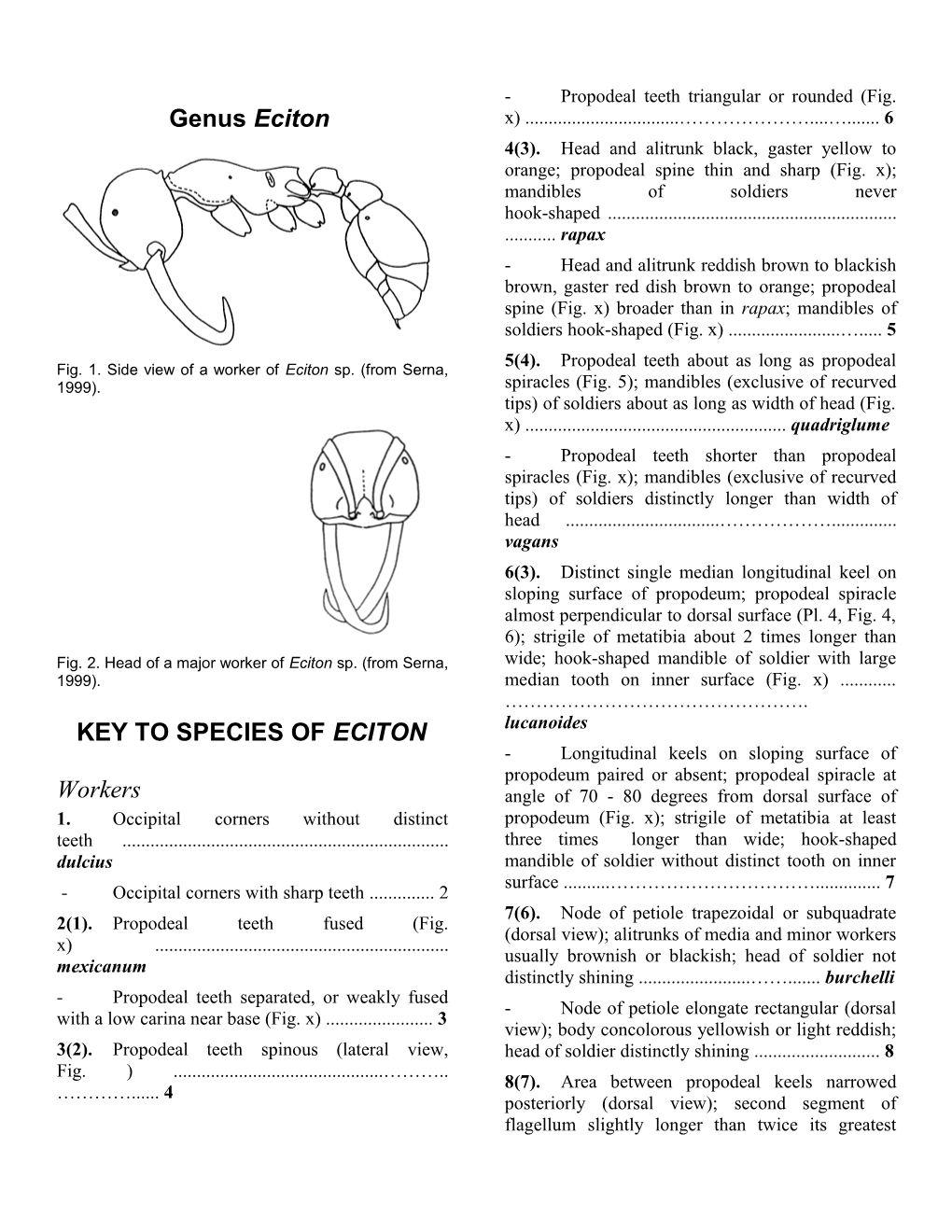 Key to Species of Eciton