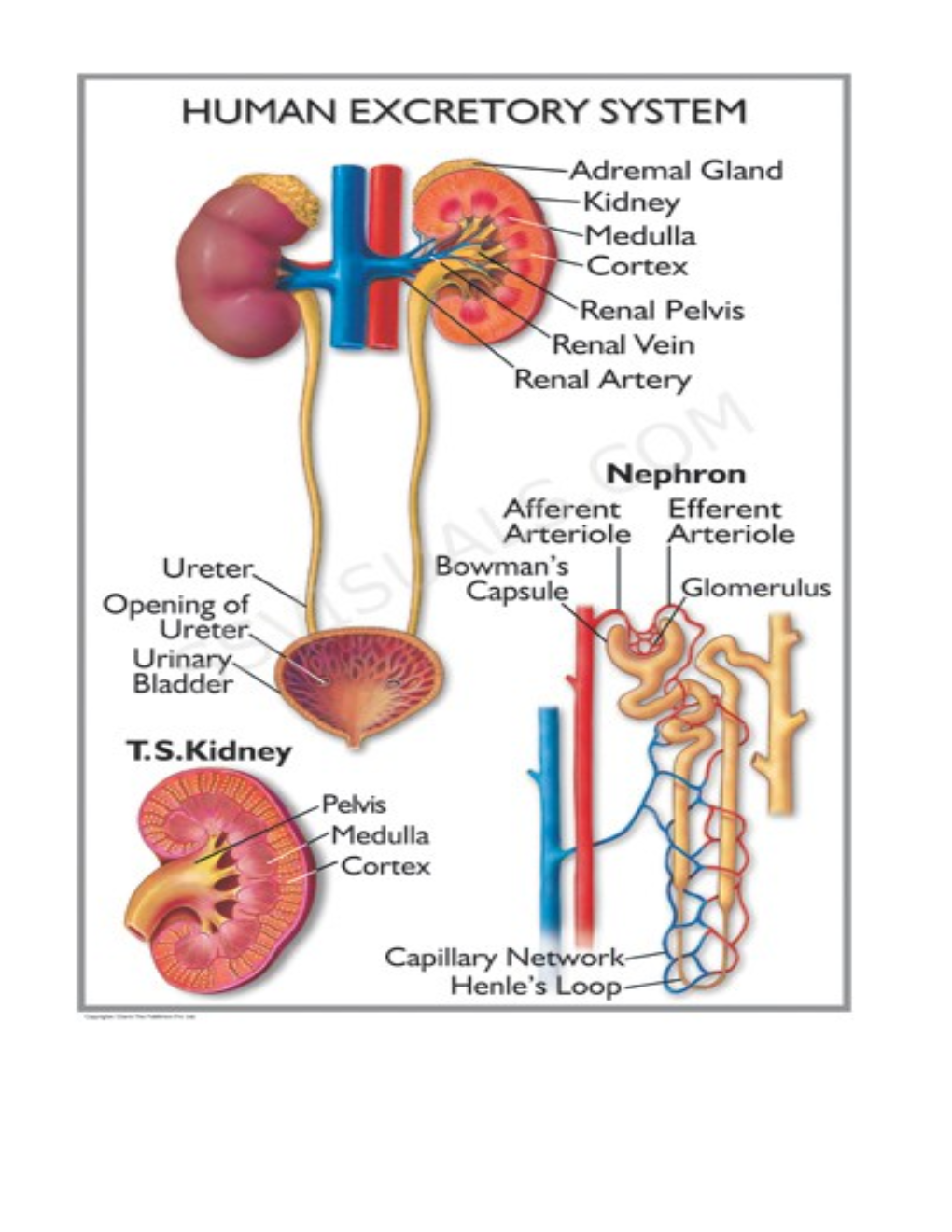 These Are Located Only in the 4Th, 5Th and 6Th Segment