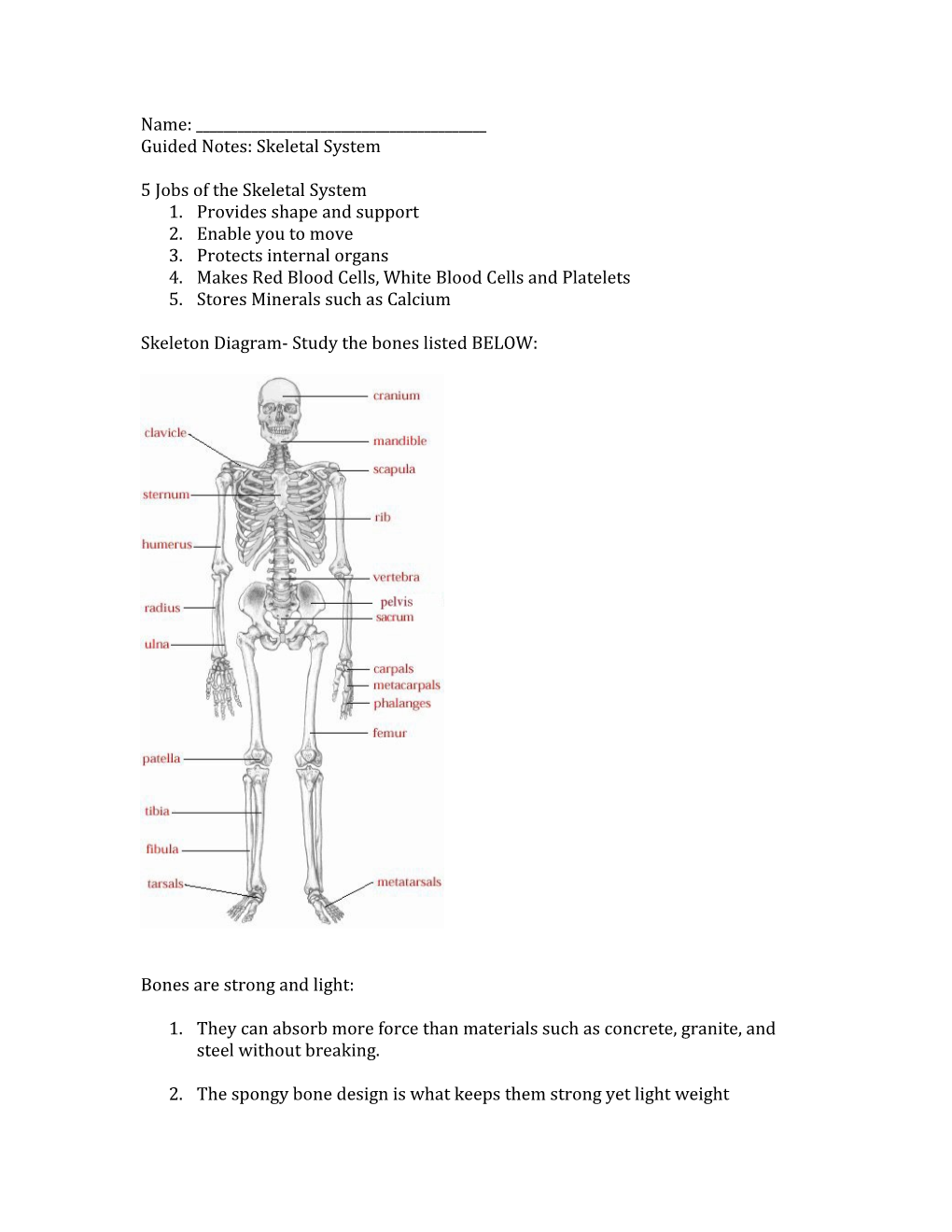 Guided Notes: Skeletal System