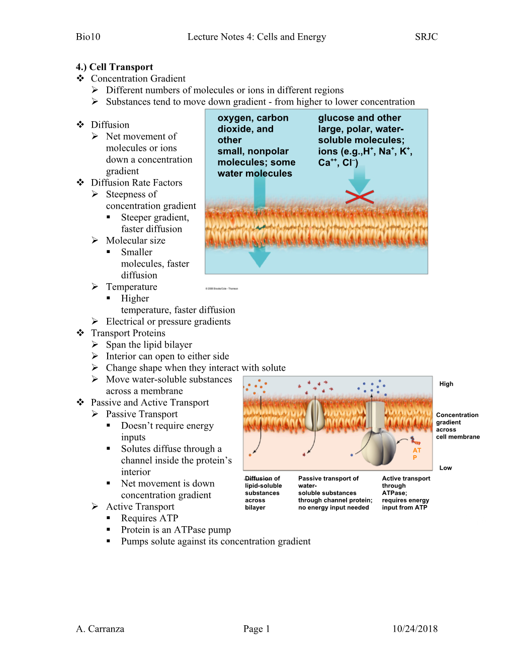 Bio10lecture Notes 4: Cells and Energysrjc