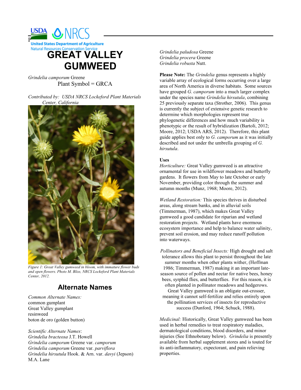 Great Valley Gumweed (Grindelia Camporum) Plant Guide