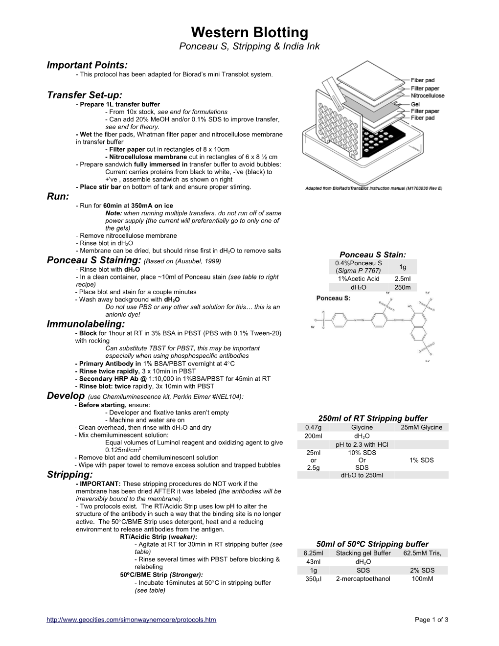 Western Blotting